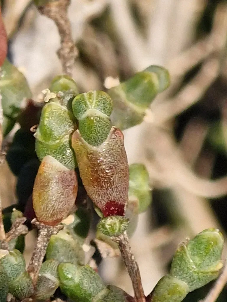 Shrubby Glasswort