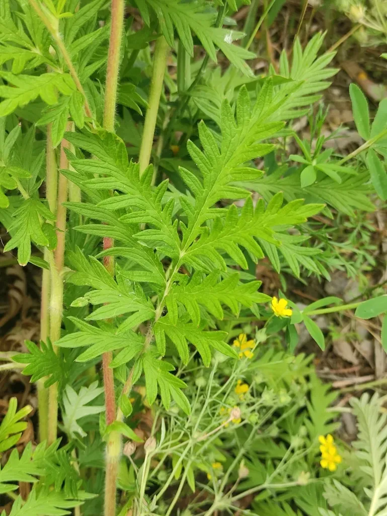 Potentilla Chalchorum