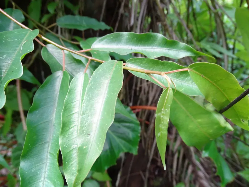Ficus Apollinaris