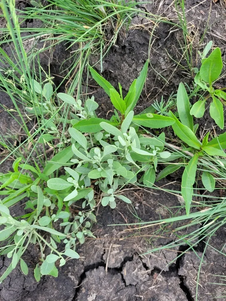 Pedunculate Sea-purslane