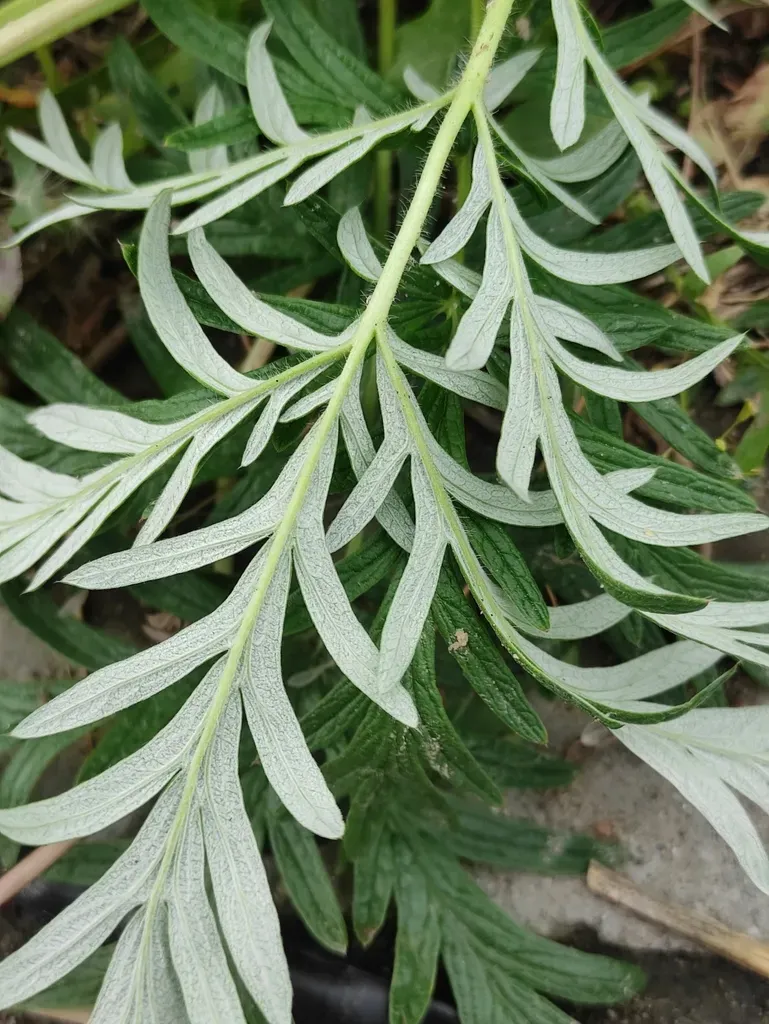Potentilla Tergemina