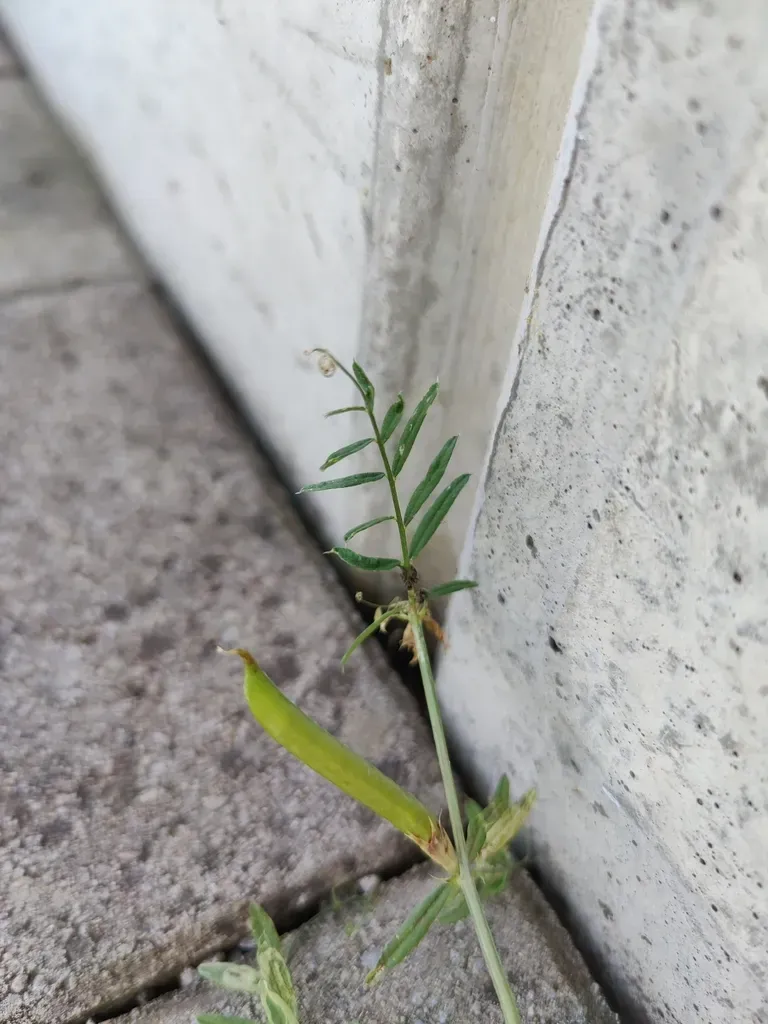 Common Vetch