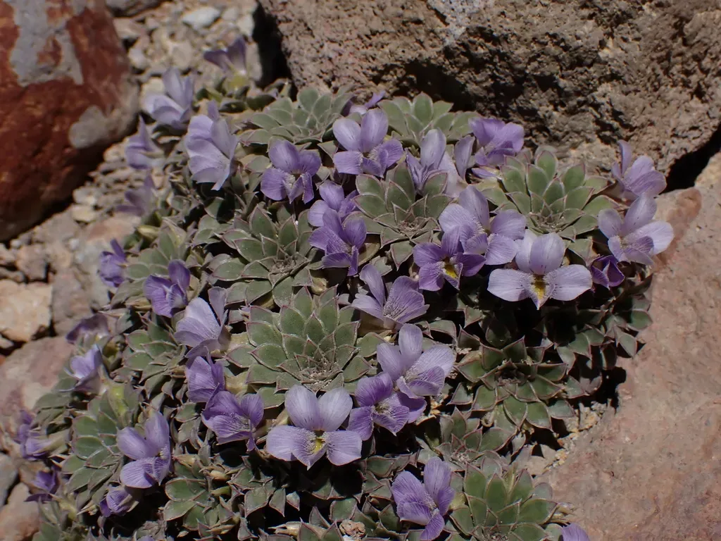 Viola × Blaxlandiae