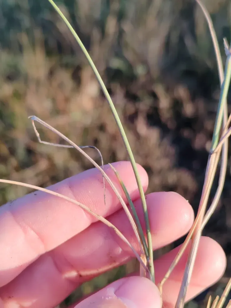 Borrer's Saltmarsh-grass