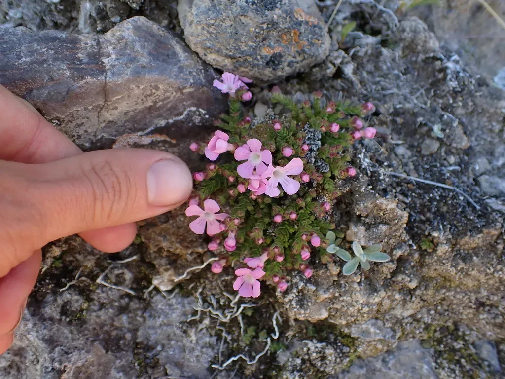 Ourisia Microphylla