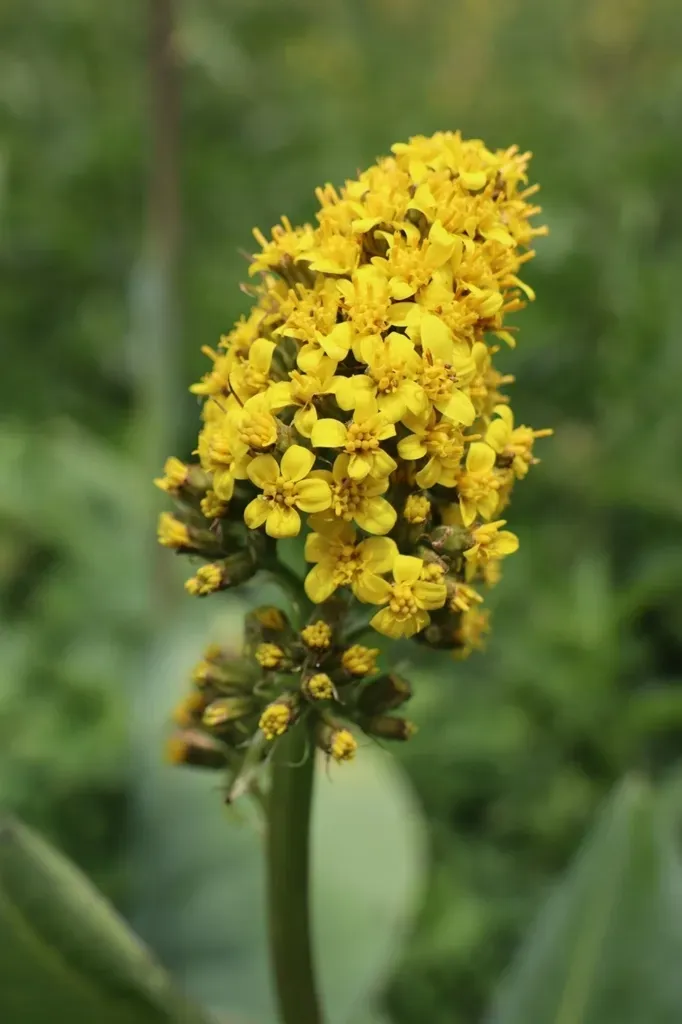 Ligularia Alpigena