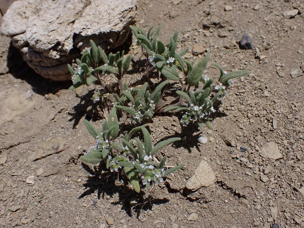 Heliotropium Paronychioides