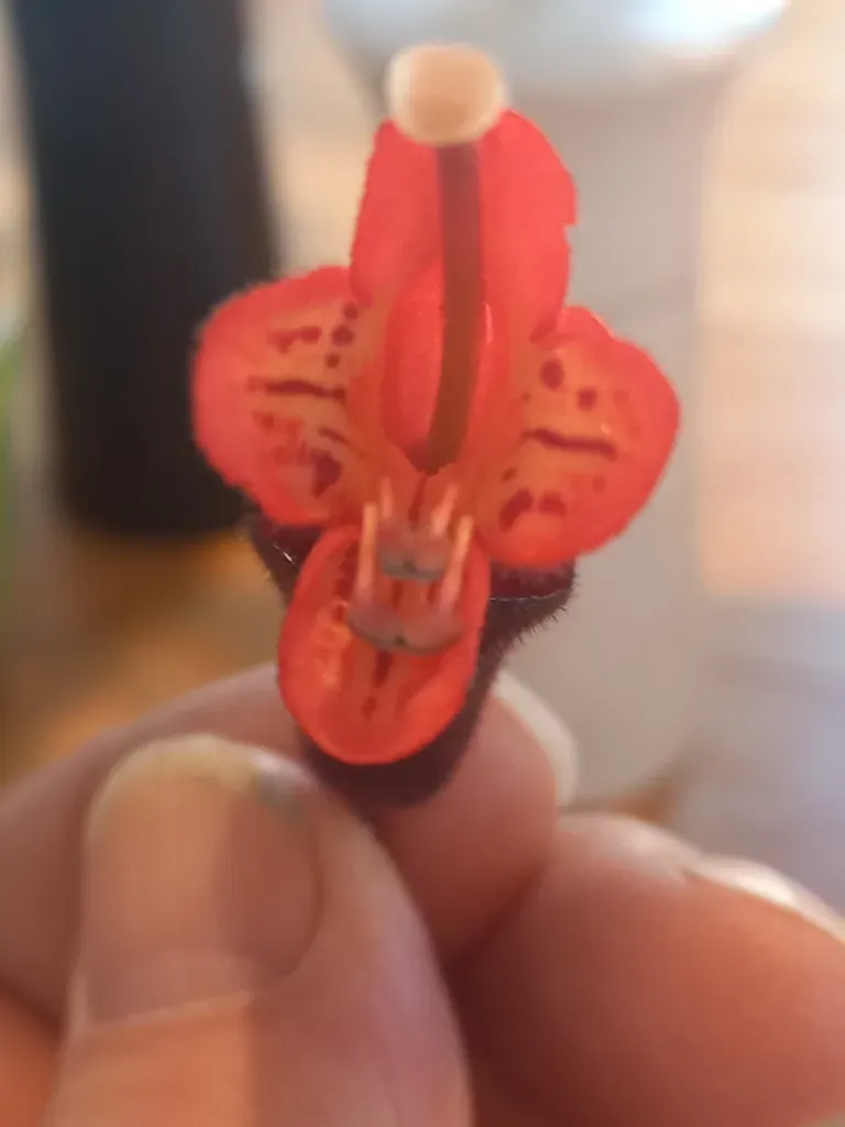 Aeschynanthus Radicans