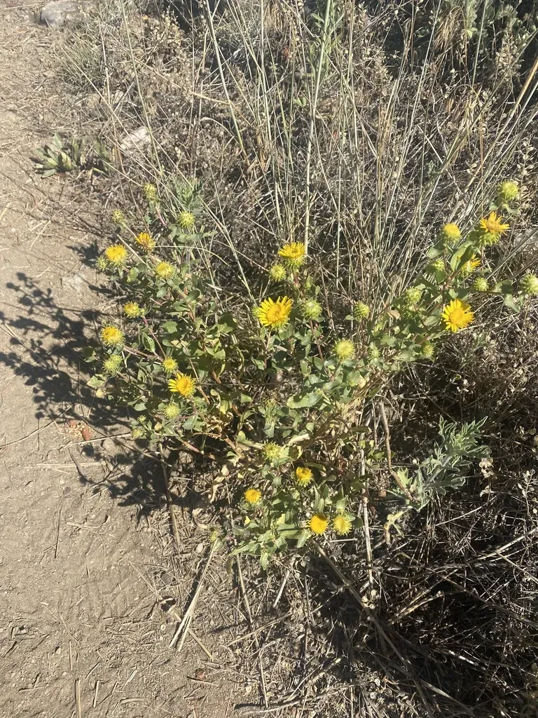 Subalpine Gumweed