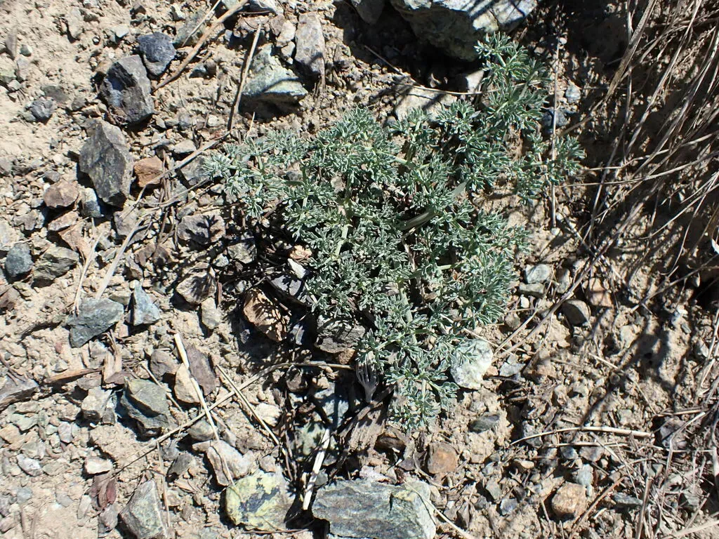 Wenatchee Desertparsley