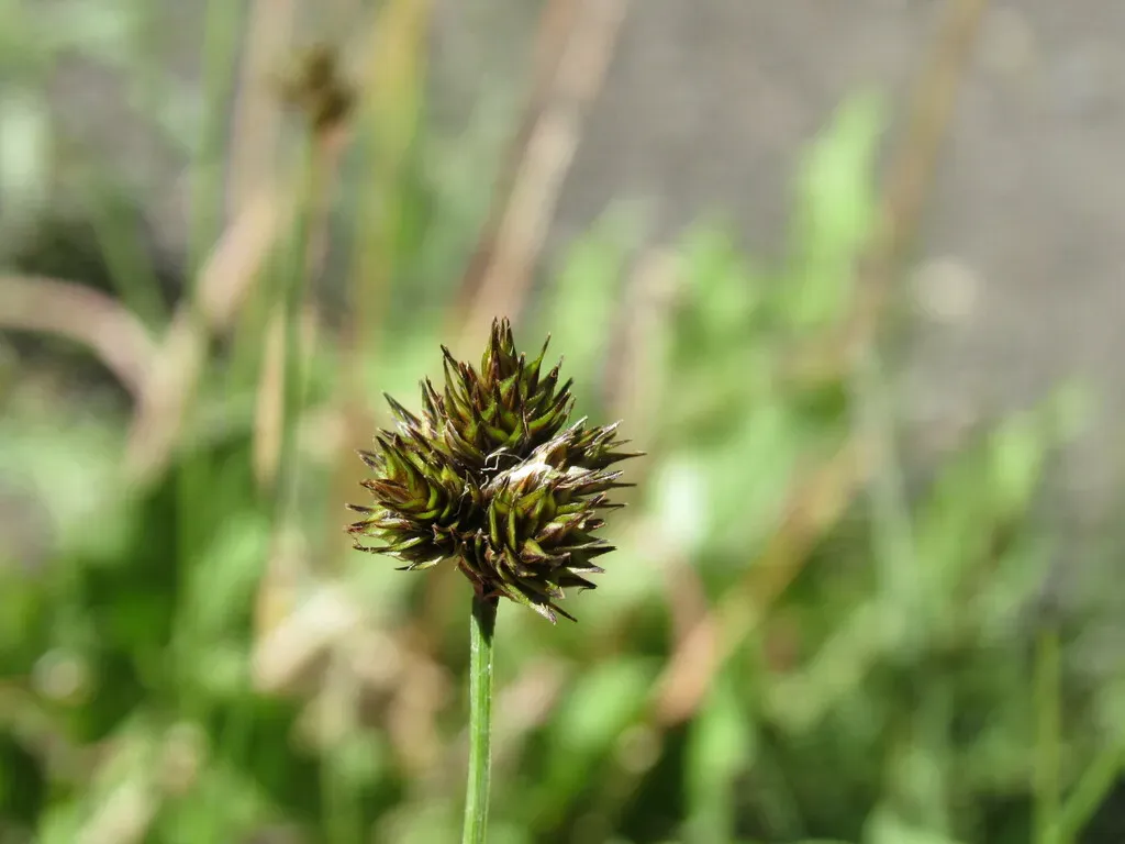 Eggleston's Sedge