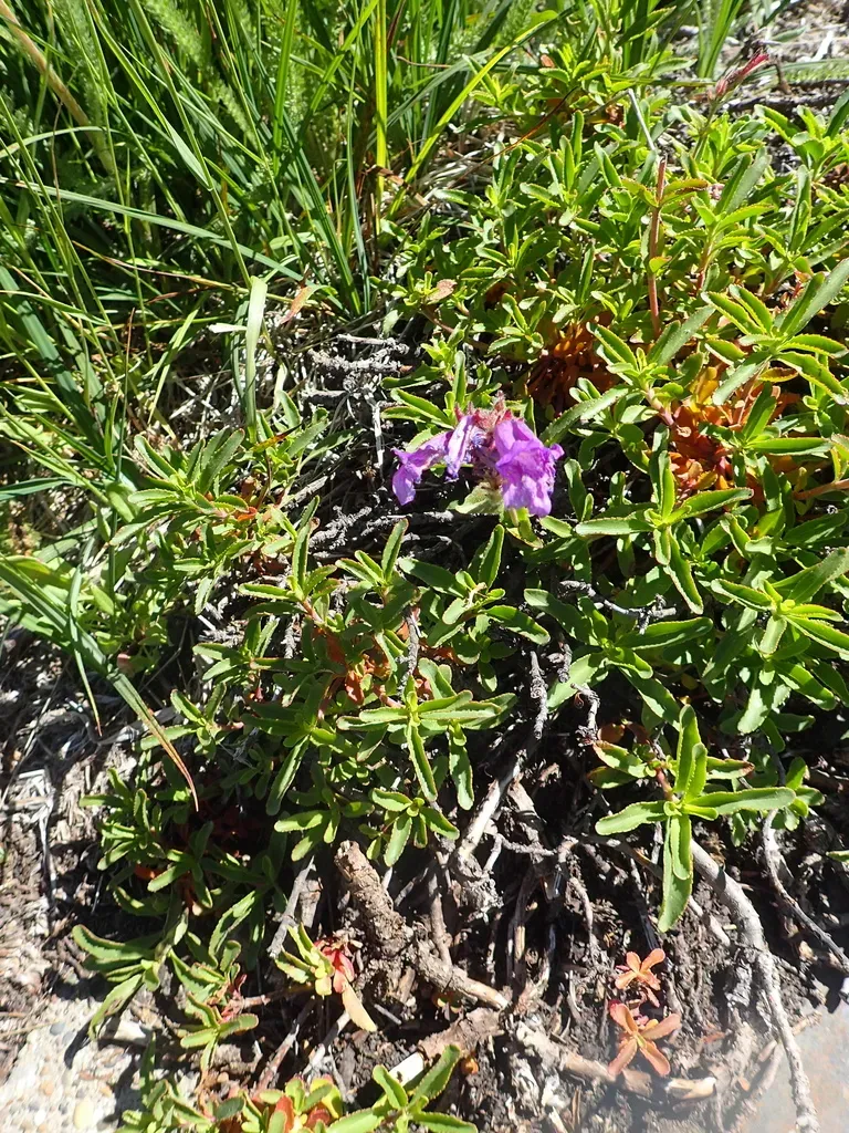 Cardwell's Penstemon