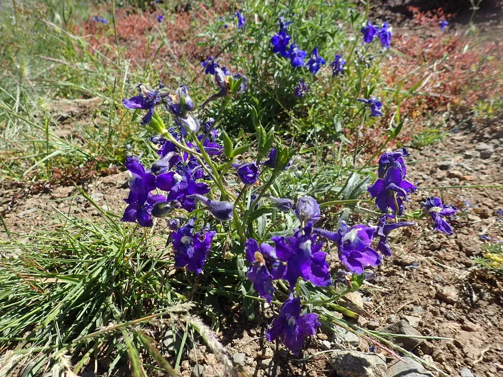 Menzies' Larkspur