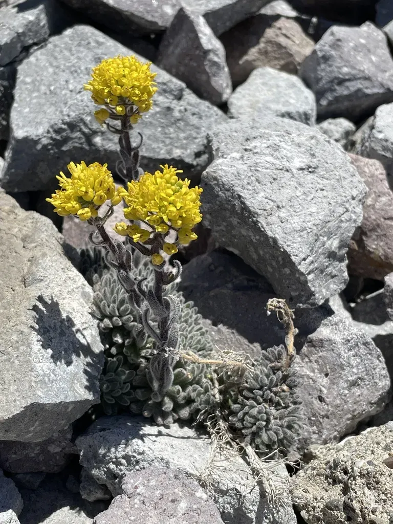 Golden Alpine Draba