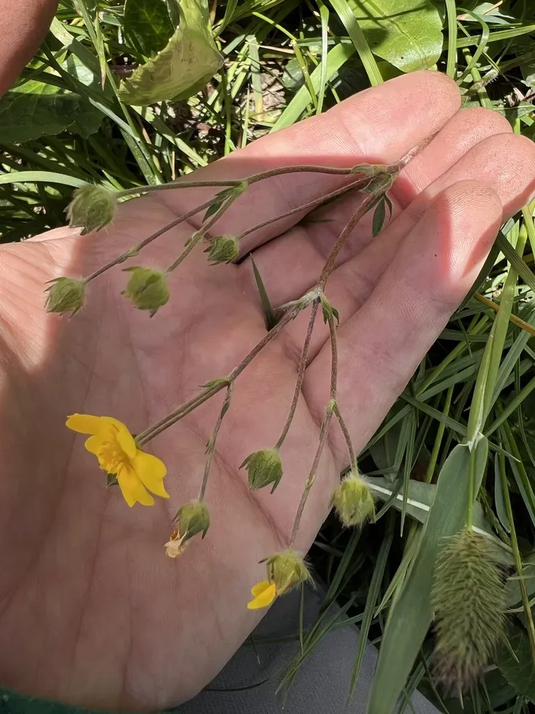 Potentilla Townsendii