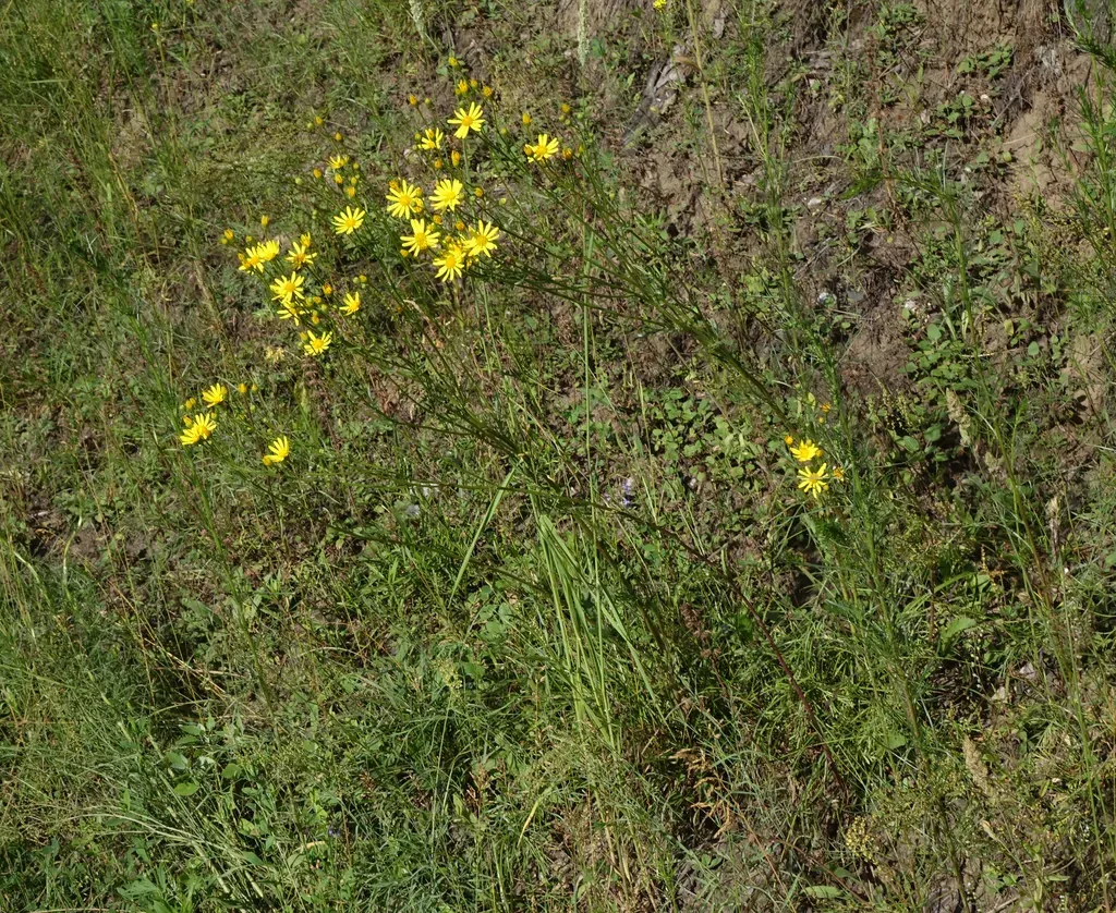Hoary Ragwort