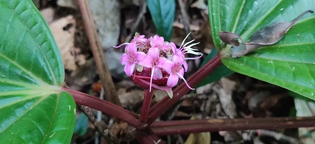 Phyllagathis Rotundifolia
