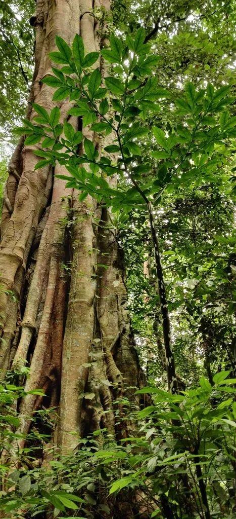 Amorphophallus Gigas