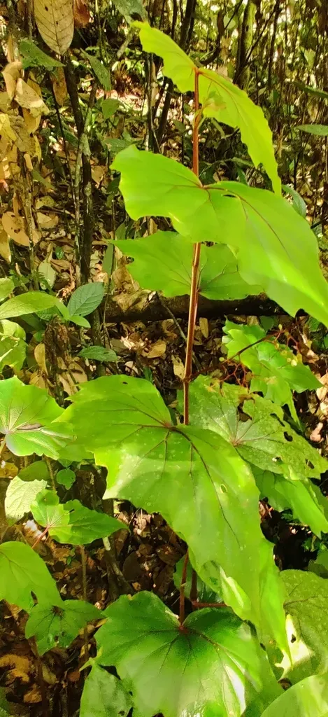 Begonia Laruei