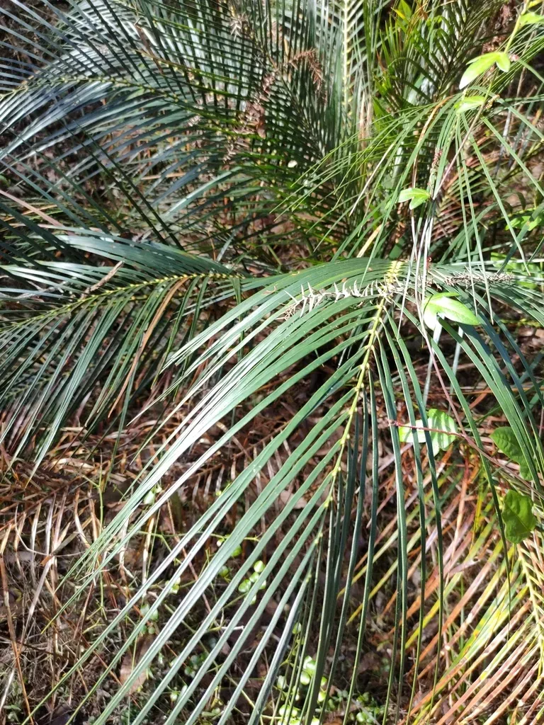 Macrozamia Mountperriensis