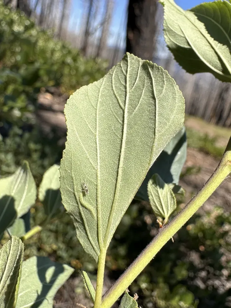 Ceanothus × Lorenzenii