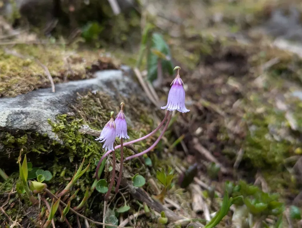 Alpine Snowbell