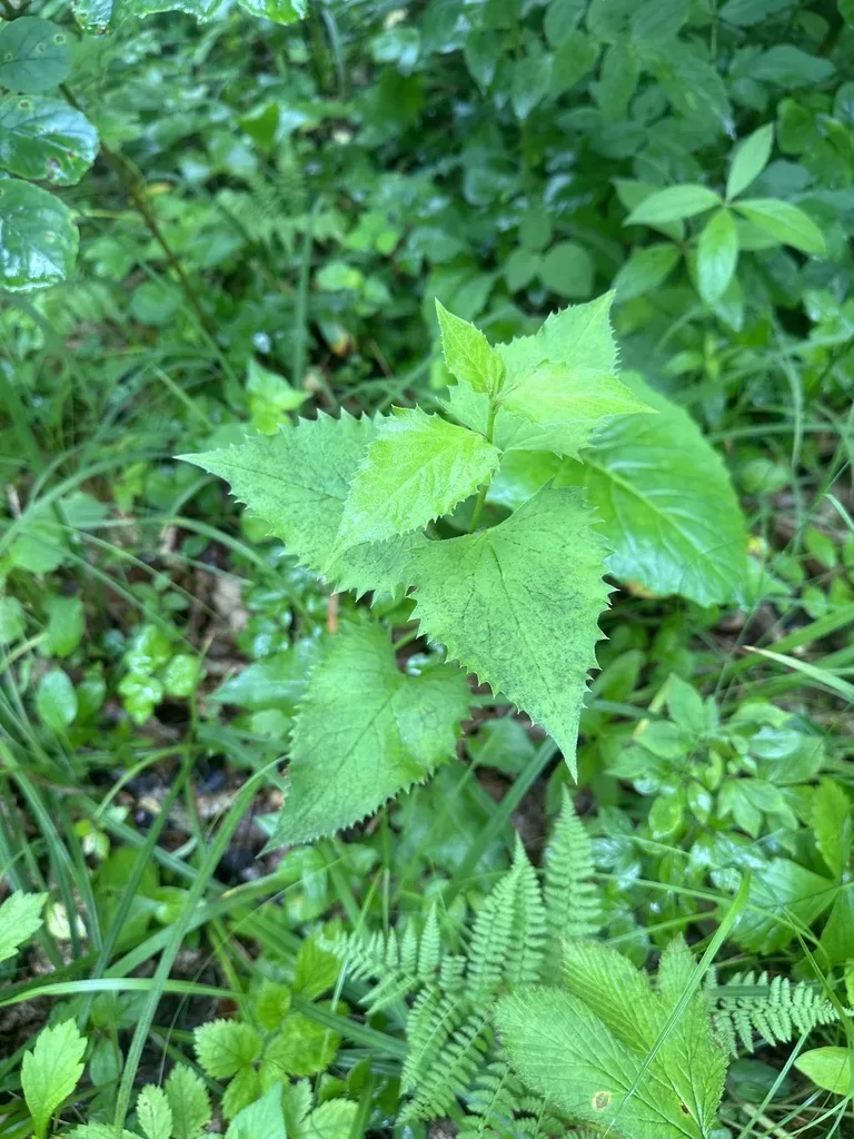 Saussurea Grandifolia