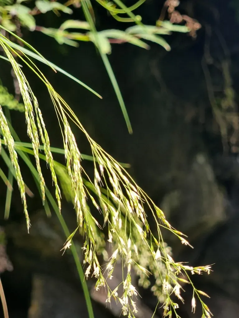 Deschampsia Argentea