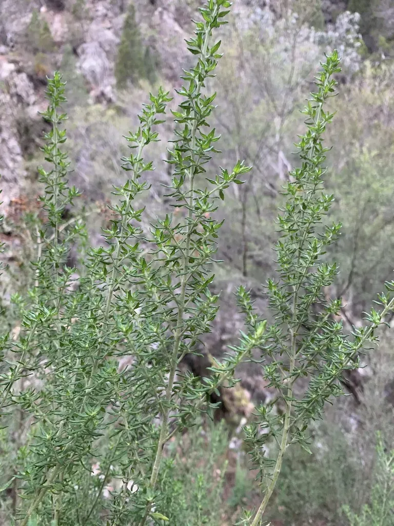 Prostanthera Stenophylla