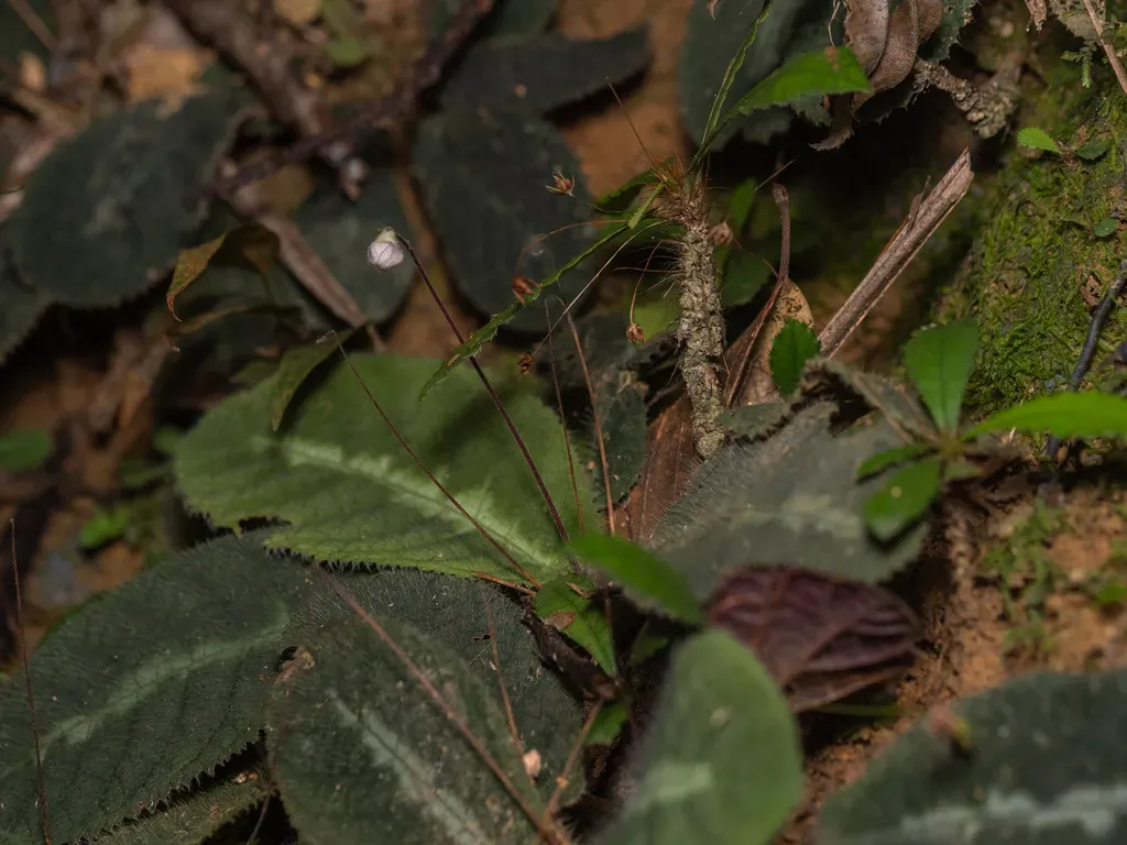 Codonoboea Puncticulata