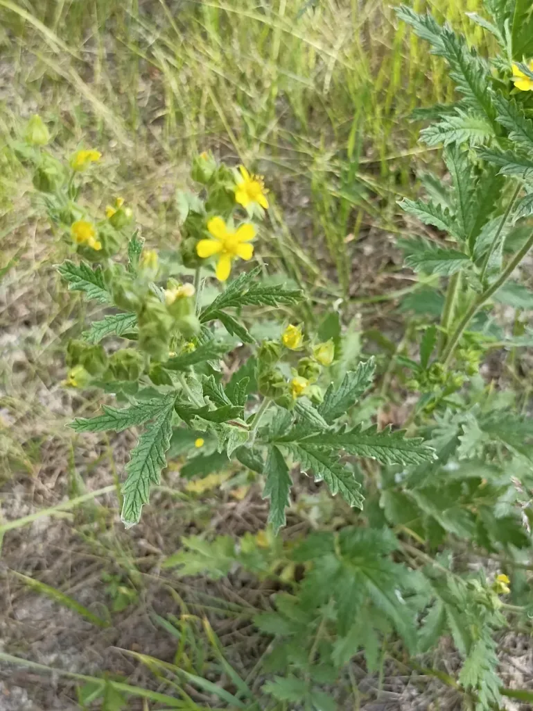 Potentilla Longifolia