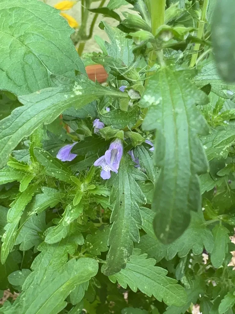 Moldavian Dragonhead