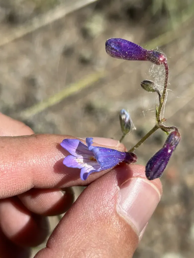 Griffin's Beardtongue