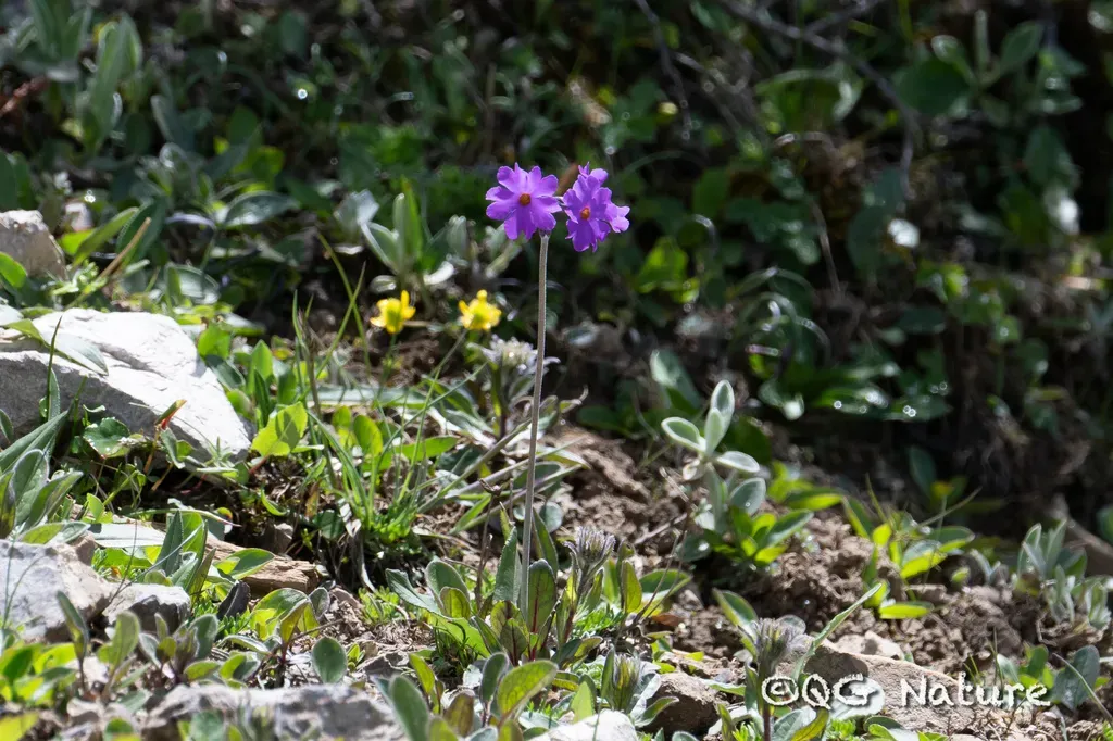 Primula Conspersa