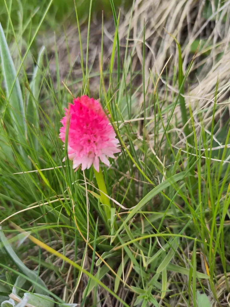 Gymnadenia Corneliana