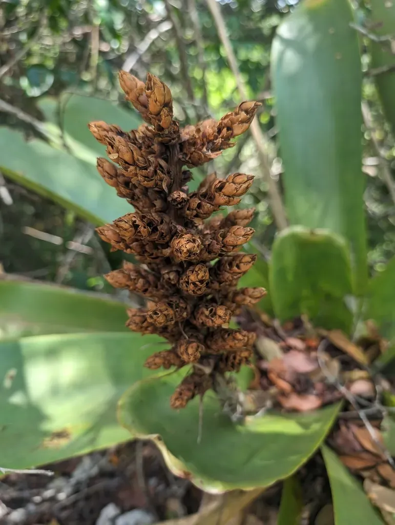 Wittmackia Polycephala