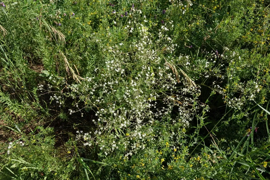 Gypsophila Altissima