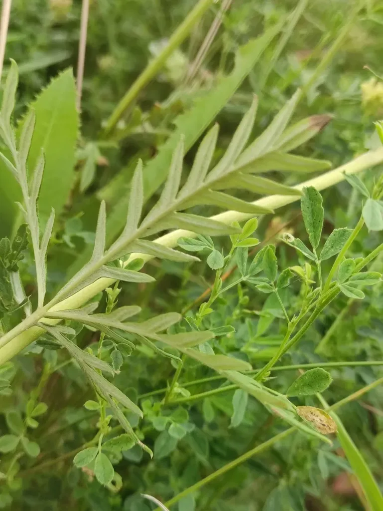 Potentilla × Angarensis