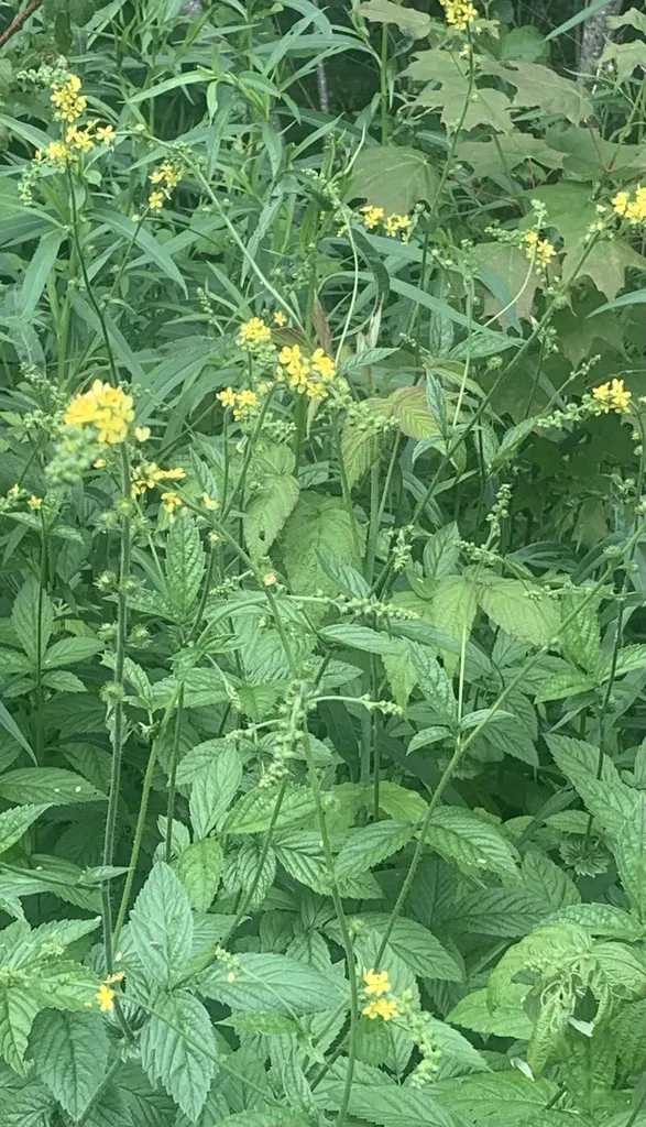 Roadside Agrimony