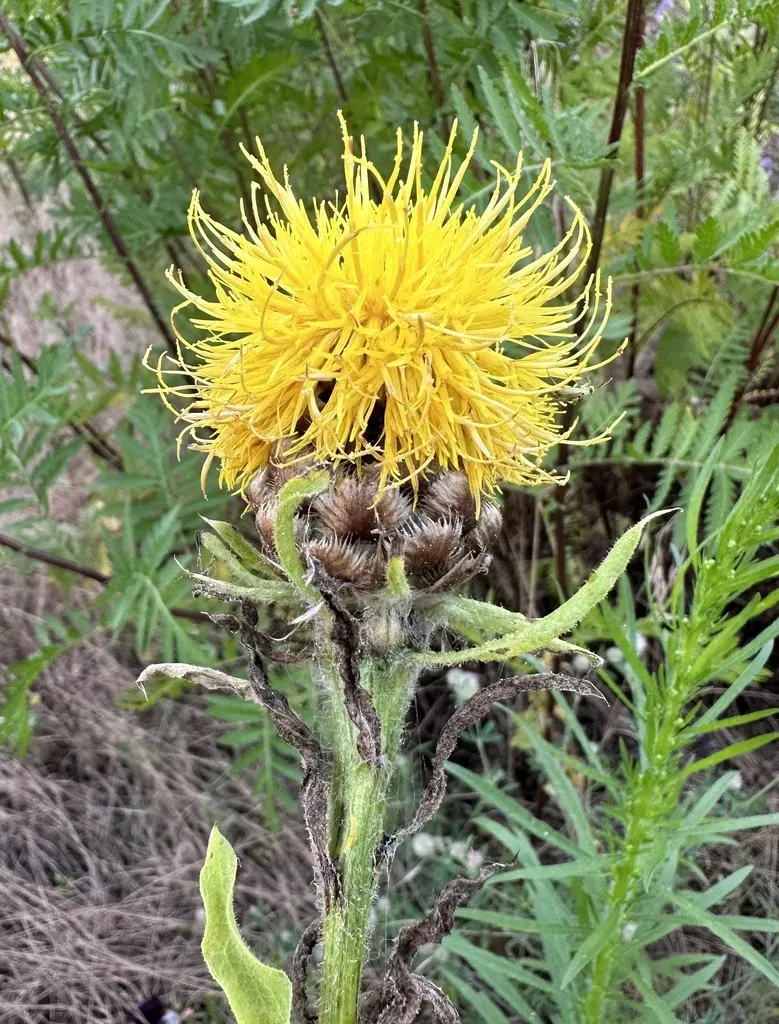 Giant Knapweed