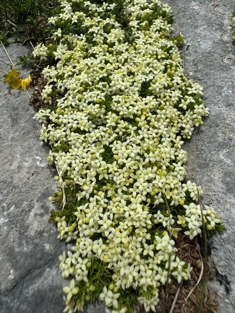 Galium Pyrenaicum