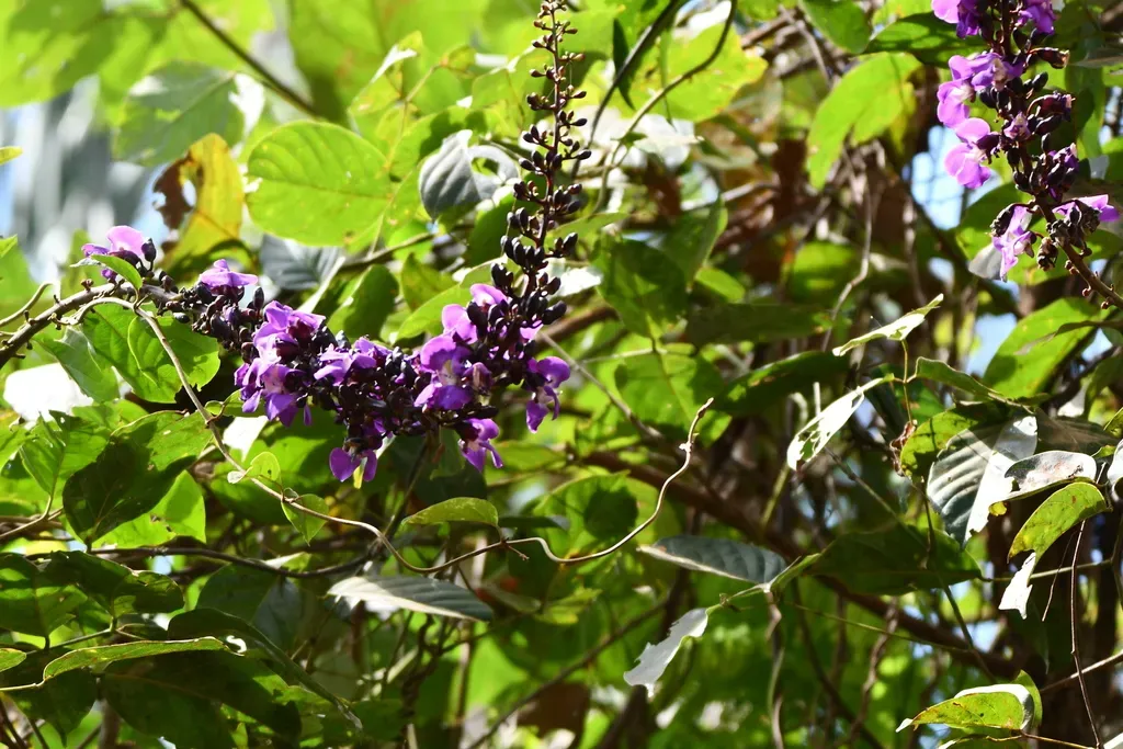 Macropsychanthus Bicolor