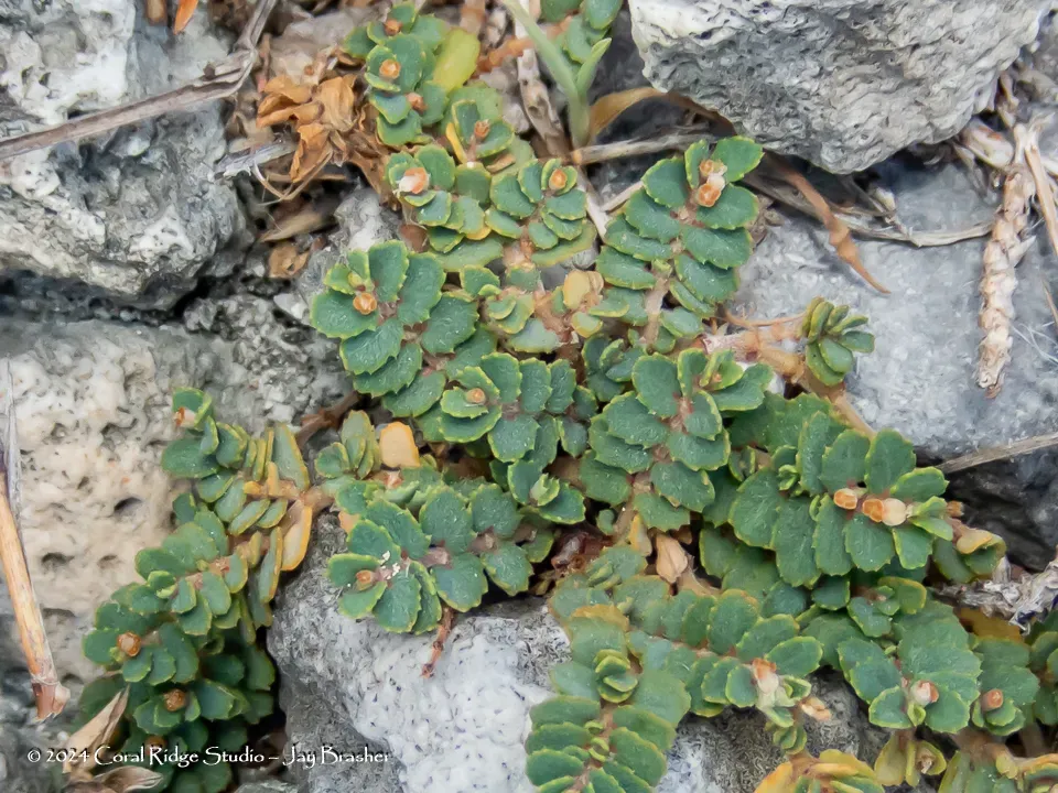 Rocklands Spurge