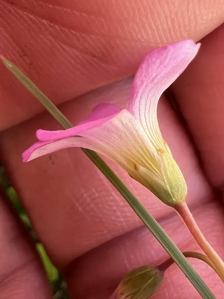 Metcalfe's Woodsorrel