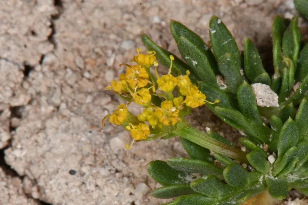Little Desertparsley