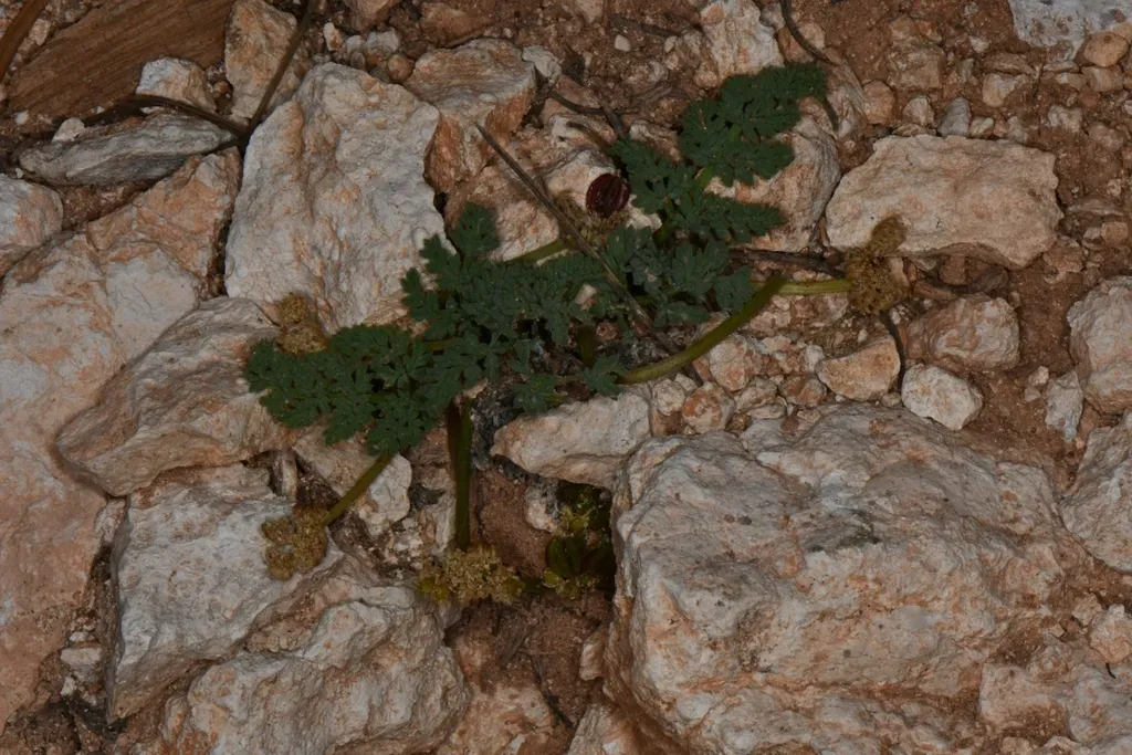 Cedar Breaks Springparsley
