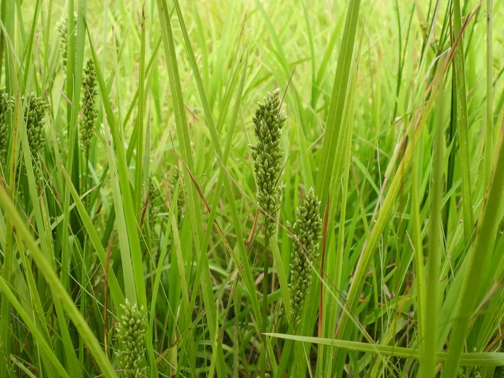 Atlantic Manna Grass