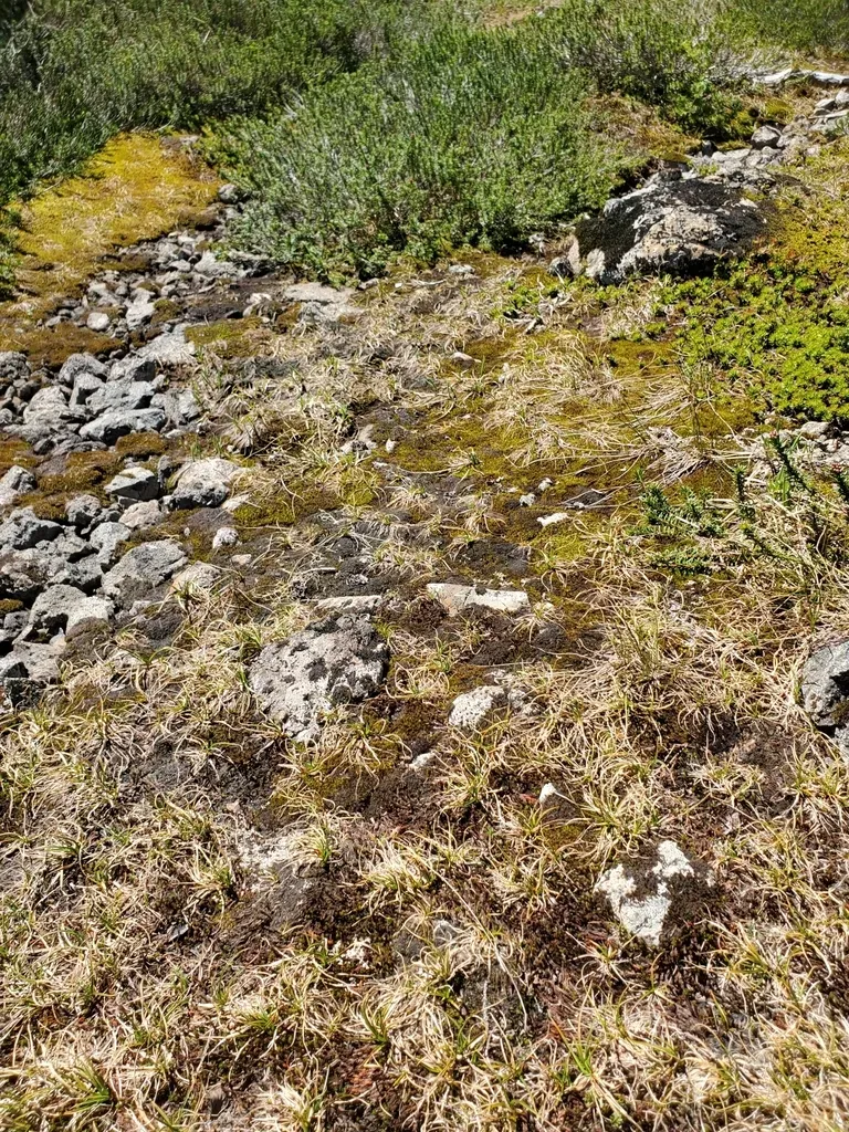 Northern Haircap Moss