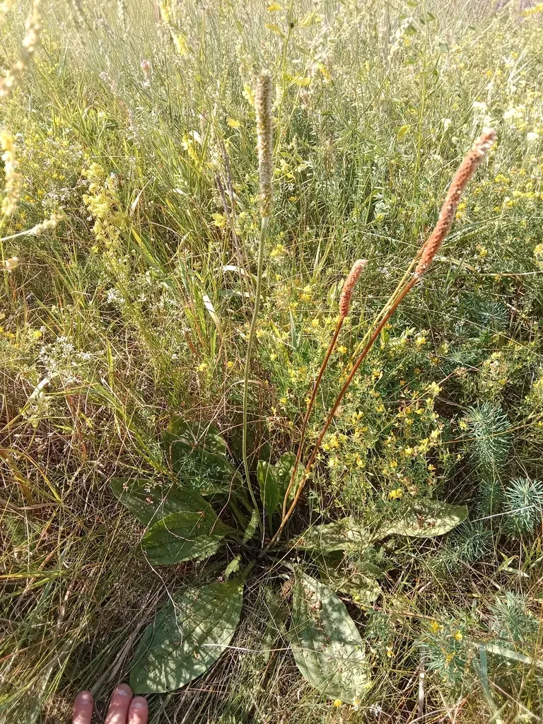 Plantago Urvillei