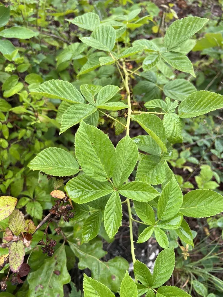 Downy Racemose Dewberry